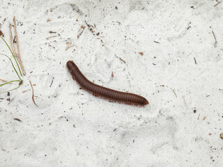American giant millipede in white sand in the Lyonia Environmental Center, Florida