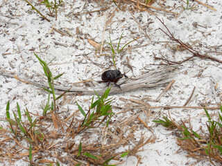 Florida deep digger scarab beetle in white sand in the Lyonia Environmental Center, Florida
