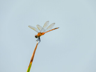 Four-spotted pennant dragonfly perching on a plant in Lake Apopka, Florida