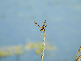 Halloween pennant dragonfly perching on a plant in Lake Apopka, Florida