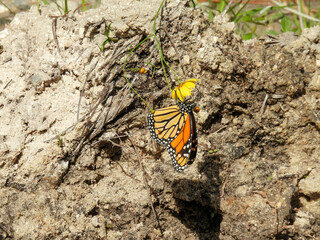 A monarch butterfly feeding on a yellow flower in Orlando Wetlands, Florida