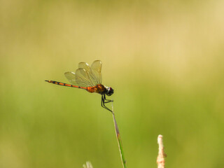 Tawny pennant dragonfly perching on a plant in Lake Apopka, Florida