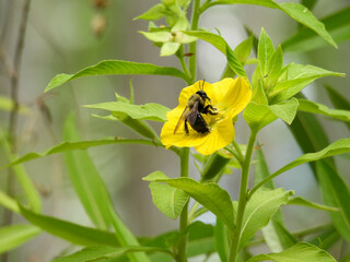 A bee pollinating a yellow water primrose growing in swampland in Florida