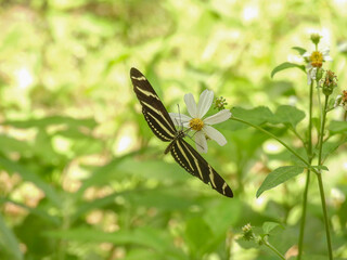 Zebra longwing butterfly in a garden in Tampa, Florida