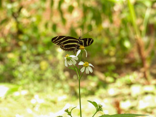 Zebra longwing butterfly in a garden in Tampa, Florida