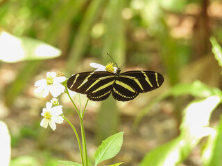 Zebra longwing butterfly in a garden in Tampa, Florida