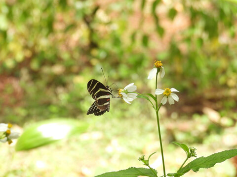 Zebra longwing butterfly in a garden in Tampa, Florida