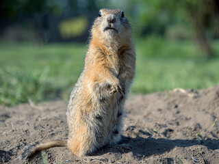 Prairie dog at a grassy field lookin at a camera. Close-up