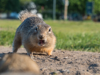 Prairie dog taking a threatening pose and scaring the aggressor
