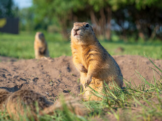 Prairie dog at a grassy field lookin at a camera. Close-up