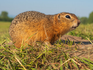 Profile portrait a Prairie dog at a grassy field