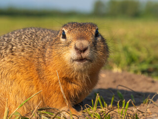 Prairie dog at a grassy field lookin at a camera. Close-up