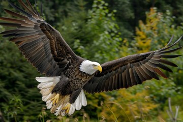 Fototapeta premium bald eagle in flight