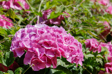 Obraz premium 紫色の紫陽花