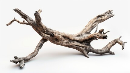 Branch of a tree that is dry
