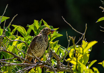 Song Thrush Bird in Urban Nature, New Zealand