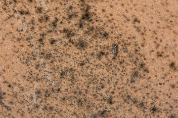 brown cardboard is damp and moldy