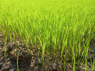 Obraz premium The rice seeds that are sown grow well