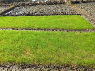 The rice seeds that are sown grow well