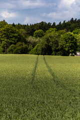 Sigtuna, Sweden A tractor path through a wheat field.