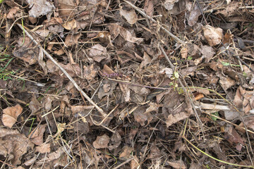 Close up of a leafy forest floor with twigs and dead leaves, top view