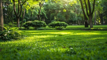 Fototapeta premium Sunlight filtering through trees in a lush park scene with well-maintained green grass and landscaping