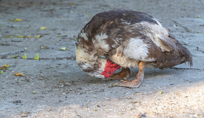 A Muscovy duck standing on a paved surface. The duck is bent over, with its head tucked under its body, as if it is preening or searching for food