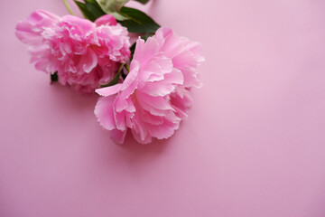 Colorful beautiful pink peony flower background. Pink floral background.