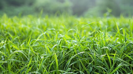 Obraz premium Lush, verdant grass field under bright sunlight.