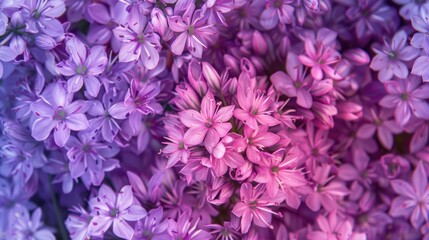 Obraz premium Closeup of Allium purple rain flowers in pink and purple color