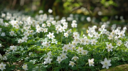 Fototapeta premium Anemone sylvestris also known as snowdrop windflower