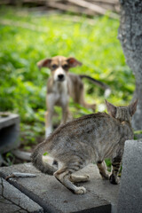 Nala encontrando a alguien