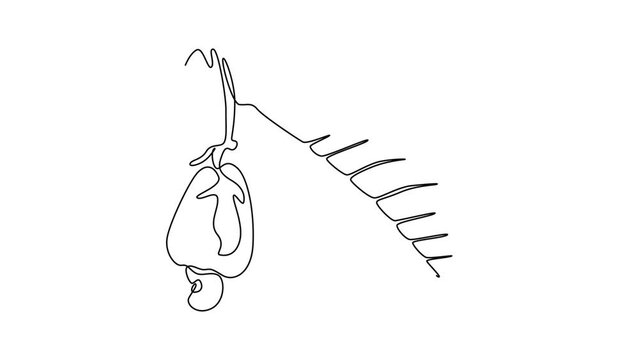 Self drawing animation of single line draw whole healthy organic cashew apple on stack tree for orchard logo identity. Fresh Brazilian caju for fruit garden. Continuous line draw. Full length animated