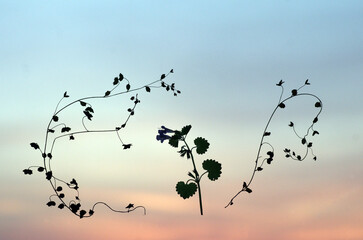 空中遊泳。一点の曇りもない大空。時折、雲が現れ、自在に無限のパターンを醸し出す。大自然の偉大さ、不思議さ、底知れぬ深さ。雲に乗り、そして雲と一緒に漂っている自分。陽が昇る瞬間の荘厳な景色に己を奪われ、陽が傾き茜色に変るとき、私の目から涙が落ちた。瀕死の地球。今、温暖化という重大な危機を迎え、この母なる地球が、今、悲鳴を上げている。私たちは何をなすべきか、できることは何か。