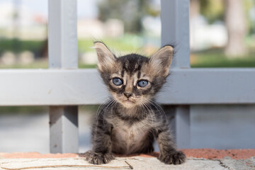 Homeless dirty kitten looks pitifully