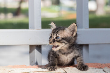 Homeless dirty kitten meows