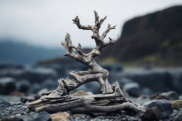 Obraz premium a driftwood tree on a rocky beach with mountains in the background
