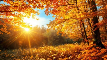 Obraz premium Stunning Fall View with Sunlit Golden Foliage