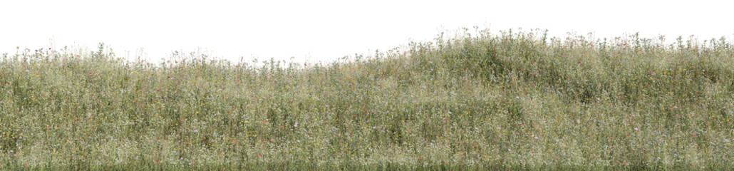 Wild grass field, flowers and meadow in nature, Tropical forest isolated on transparent background - PNG file, 3D rendering for create and design