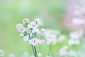 Nature background with spring flowers. Selective and soft focus. Close up.