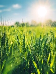 Obraz premium Vast expanse of young wheat in the morning sun, glowing grass in sunbeams, panoramic view.