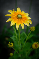 夏の花　黄色いルドベキアの花