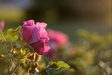 Blooming wildflowers, walking in the fields.