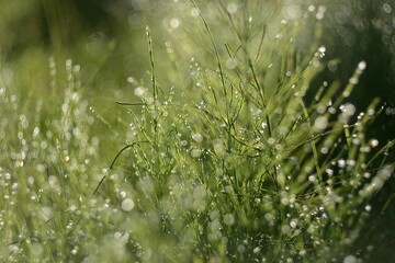 Morning dew on the grass, nature.