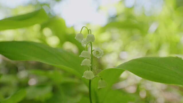 Small white lily-of-the-valley flowers and young green leaves. Free space, natural concept.