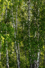 Fototapeta premium Birch trees. Picturesque summery woods.