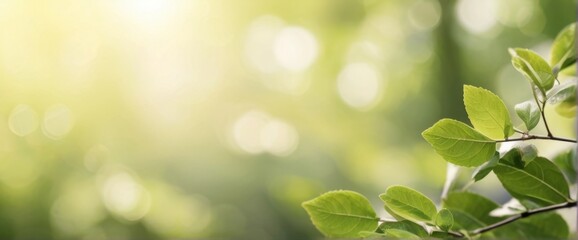 Obraz premium green leaves background