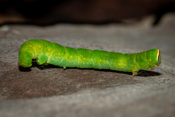 Black Geometrid (Melanodes anthracitaria) Caterpillar, Currowan, NSW, January 2024