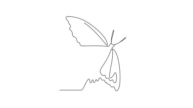 Animated self drawing of 
Butterflies are flying and will land on flowers video design illustration. Animal themes design concept in simple linear style. Beautiful animal with variance body colors.