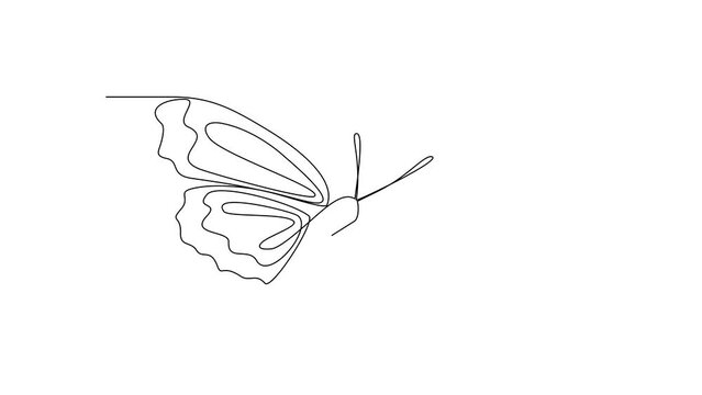 Animated self drawing of 
Butterflies are flying and will land on flowers video design illustration. Animal themes design concept in simple linear style. Beautiful animal with variance body colors.
